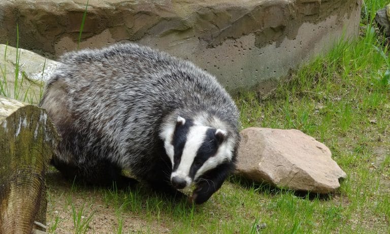 Stolen SUV Chase Ends With Dog Saving His Owner From a Badger Hole