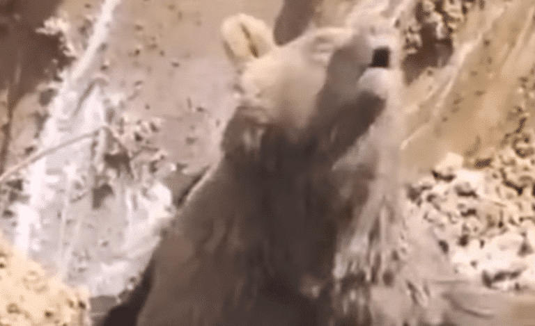 Watch Construction Workers Uncover A Very Angry Bear During A Dig