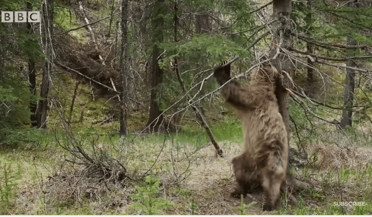 Watch Some Back-Scratching Bears Dance To “Jungle Boogie” In ‘Planet Earth 2’ Clip