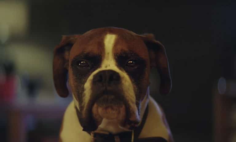 Need To Smile? Watch This John Lewis Ad With Animals On Trampolines