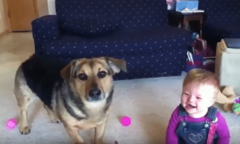 Weekly Delight: The Best Videos Of Dogs Playing With Babies That We Could Find