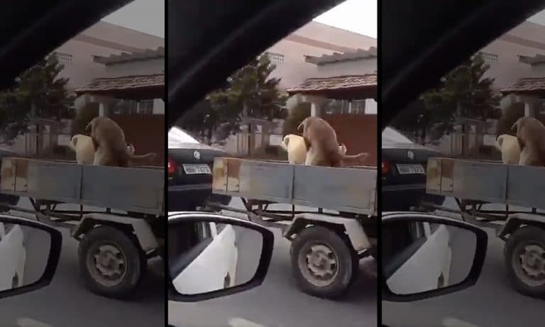 Dogs Boning In The Back Of A Car Is The Video America Needs Now