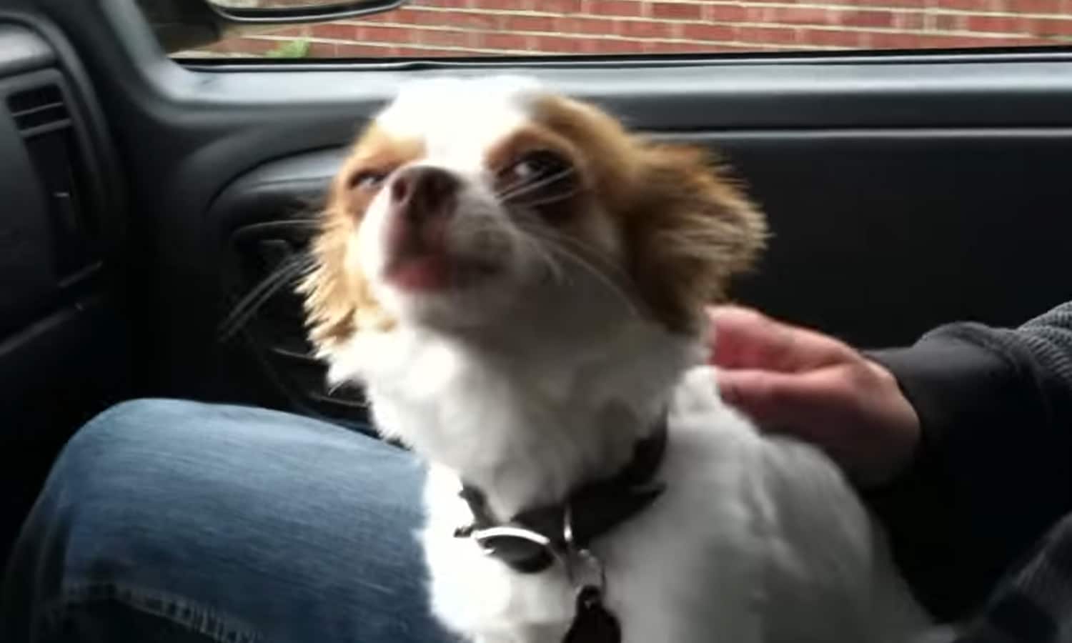 5 Singing Dogs That Will Make You Feel Better About Life - The Fresh Toast