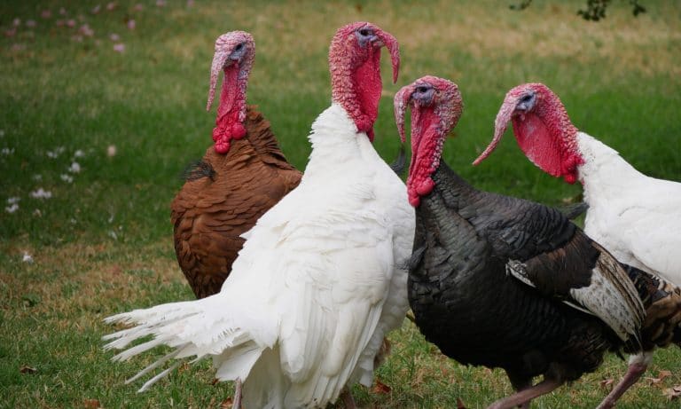This Is Why You Don’t Whistle At A Turkey (If It’s Still Alive)