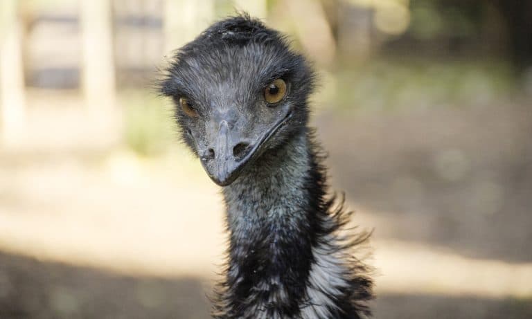 Rogue Emu Nabbed By Cops After Daring Escape From Farm