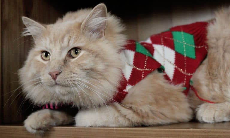 Cool Cats: 10 Kitties That Are Over It And Ready For Winter