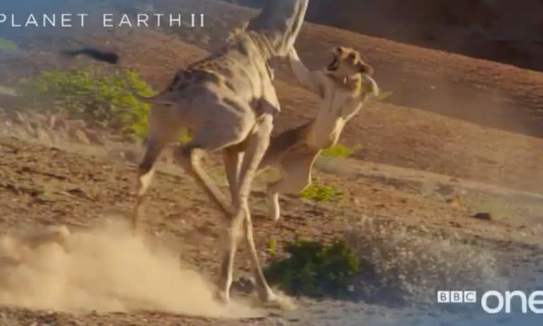 Watch A Giraffe Stomp All Over A Lion In Shocking New ‘Planet Earth II’ Clip