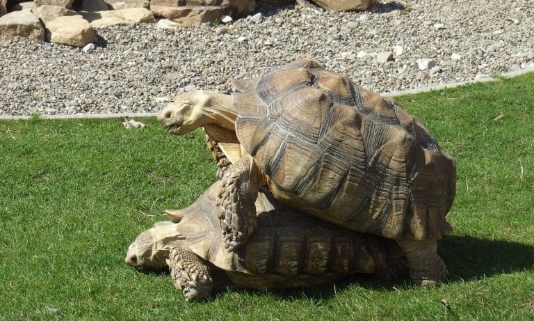 The More You Know: Tortoises Last Longer In Bed Than Your Partner