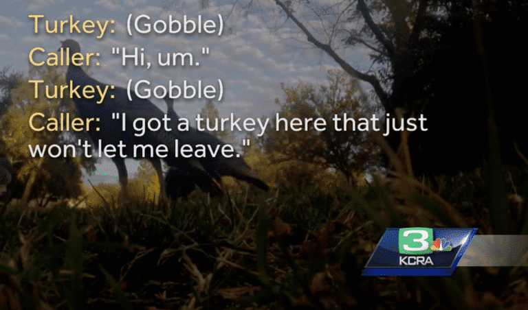 The Aggressive Turkey Known As Downtown Tom Is Causing Problems In California