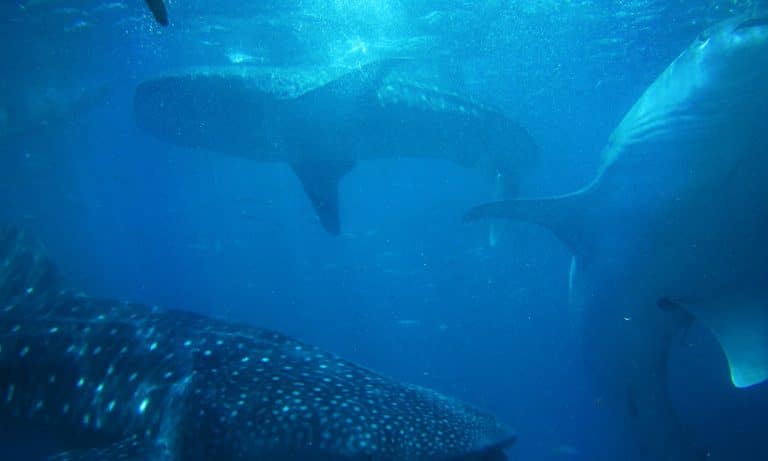 What You Need To Know About Two-Headed Sharks Before Your Next Vaca