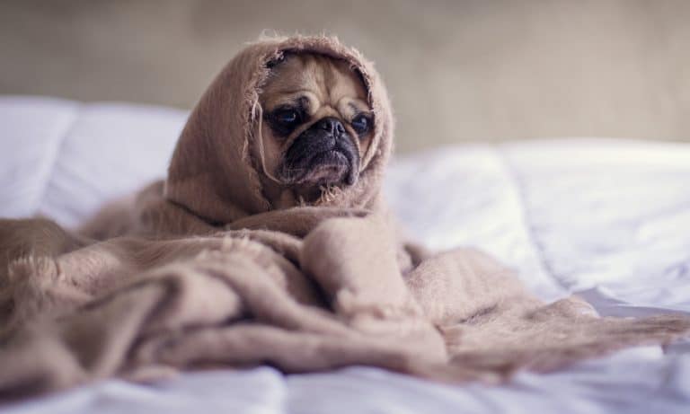 Here’s What You Do If Your Dog Accidentally Gets High