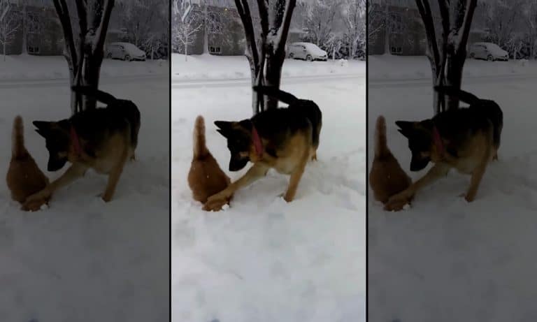 Watch When Bad Dog Pushes Cat’s Head Into Snow