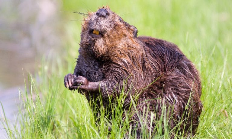 Jolly Little Beaver Captured While Rooting Through Christmas Section Of Dollar Store