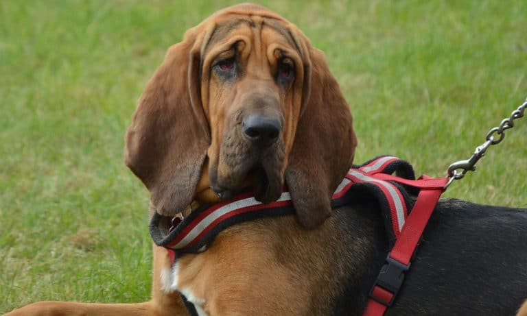 Dog Goes Outside, Accidentally Runs Half-Marathon