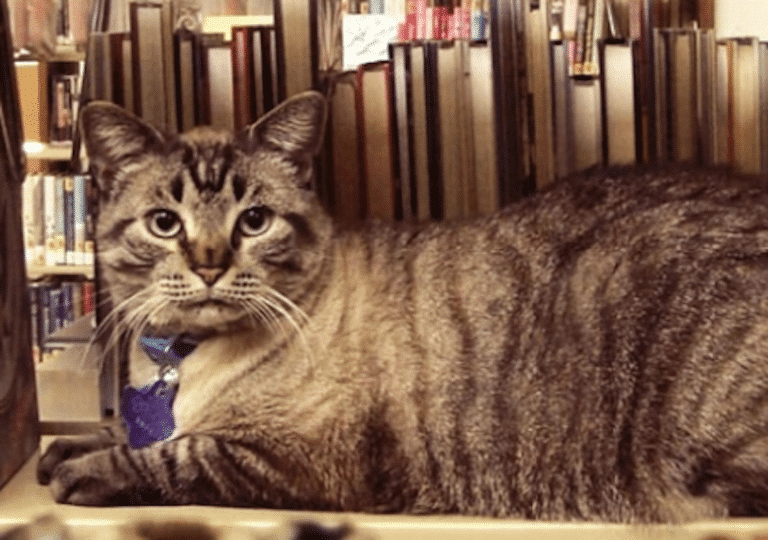 Beloved Library Cat Outlasts City Councilman Who Wanted To Fire Him