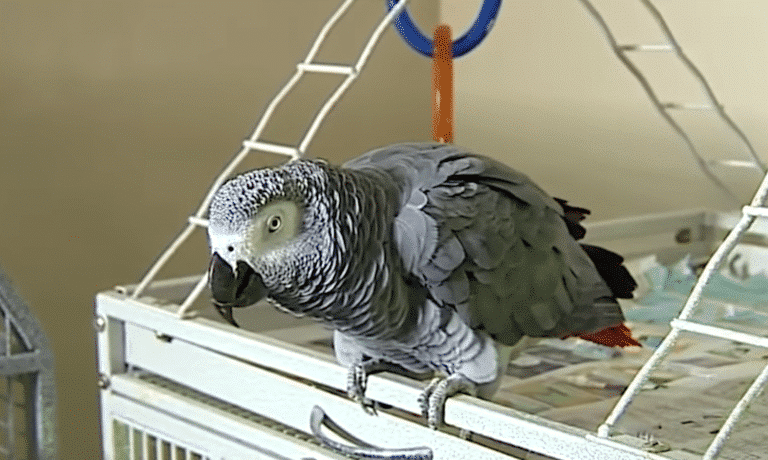 Foul-Mouthed Parrot May Testify At Michigan Murder Trial