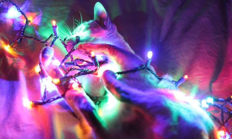 7 Christmas Tree Alternatives That Will Make The Holiday Weird