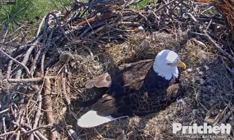 VIDEO: Live Feed Of Baby Eagles About To Hatch