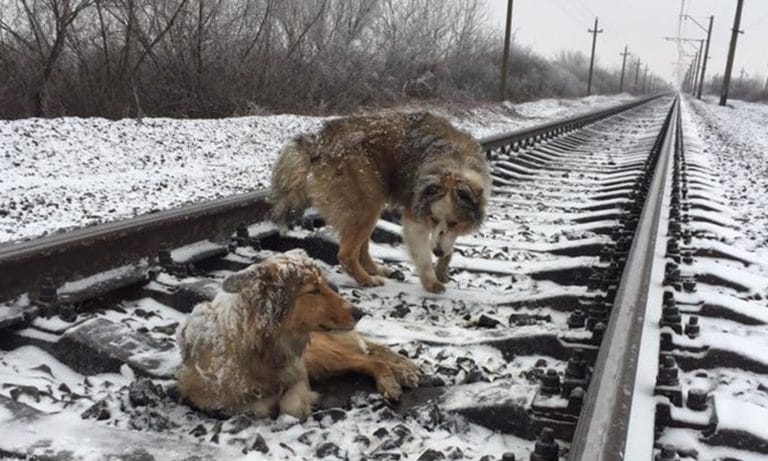 See It: Dog Stays By Injured Pup’s Side On Train Tracks For Two Days