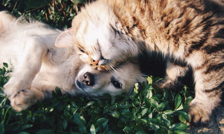 5 Videos Of Babies and Puppies Being Jealous That Will Make Your Day