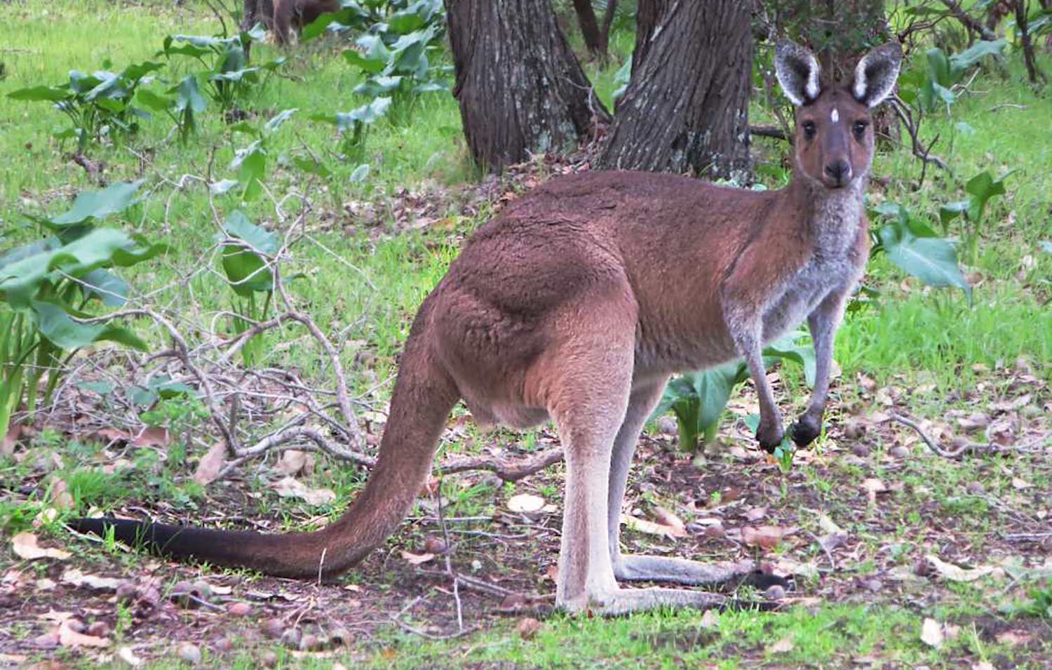 WATCH Man Punches Kangaroo In The Face To Rescue His Dog