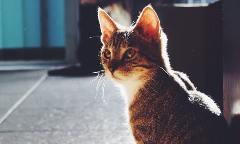 Meowijuana Launches Catnip Product Line For ‘Cats Who Need the Weed’