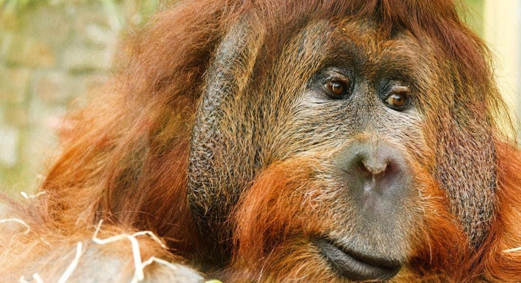 Orangutan's Baby Registry