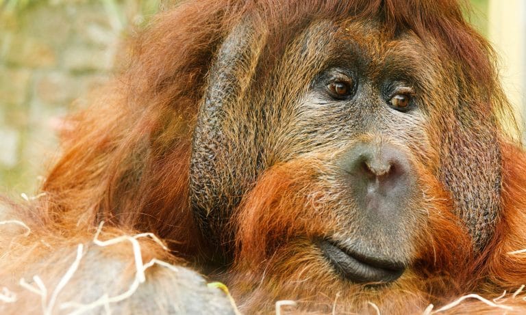 This Orangutan’s Baby Registry Includes Zootopia And Dolly CDs