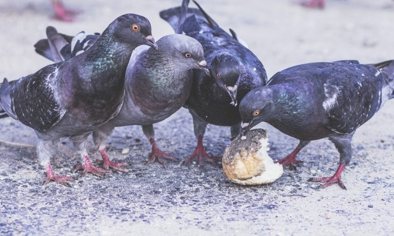 Barcelona To Use Pigeon Birth Control To Solve Population Issue