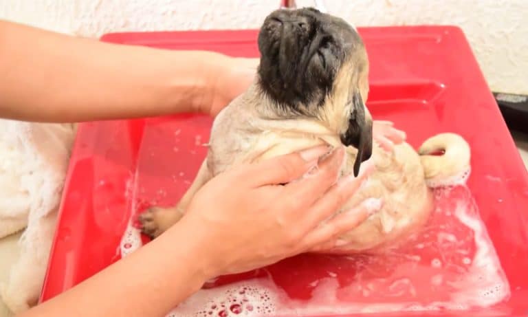 2016 Shellshock? These 5 Tiny Pups In Warm Baths Will Make It Better