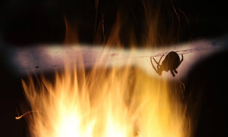 Man Sees Spider, Sets Fire To His Workplace On His First Day