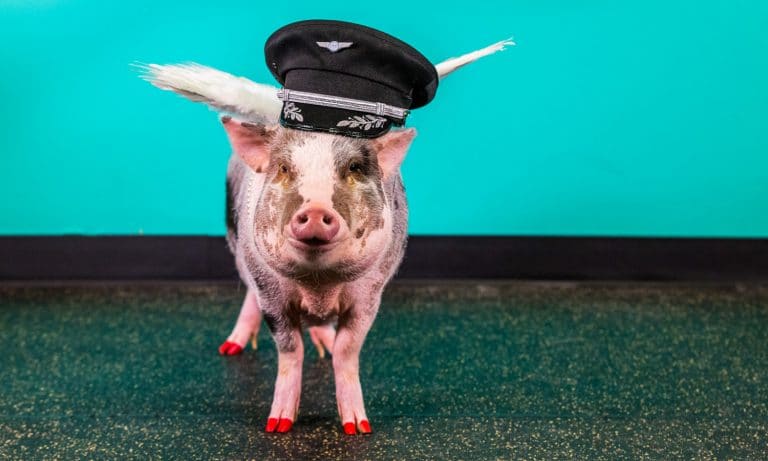 Meet The “Therapy Pig” Causing A Stir At San Francisco Airport