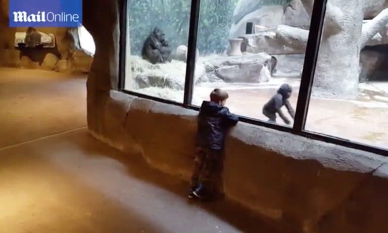 One Love: Watch A 5-Year-Old Boy Play With Baby Gorilla At A Zoo