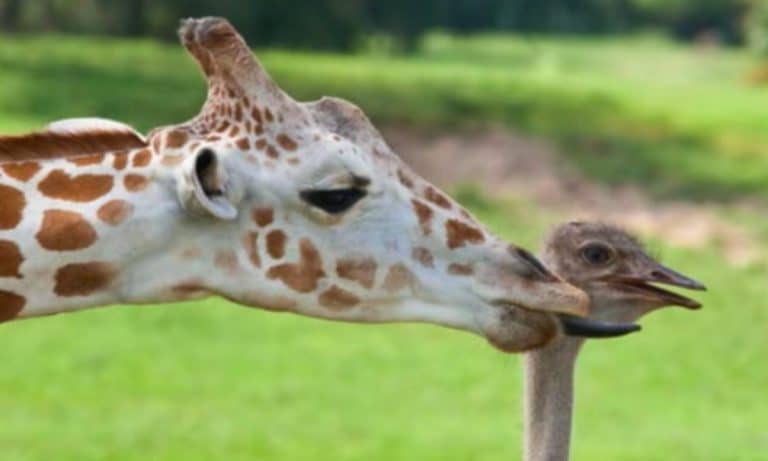 One Love: 6 Videos Of Animals Being The Best Of Friends