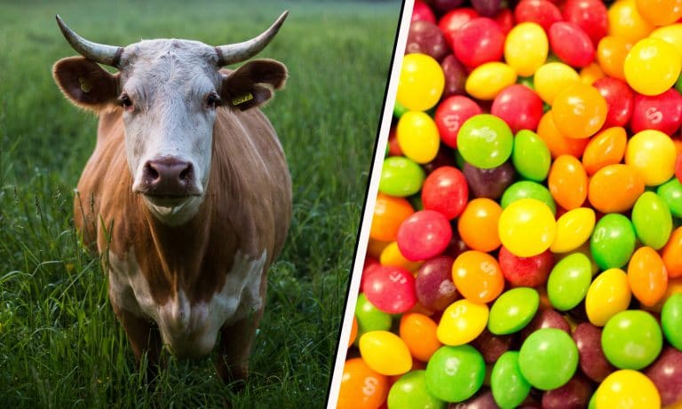 Say What? Farmers Have Been Feeding Their Livestock Skittles For Years