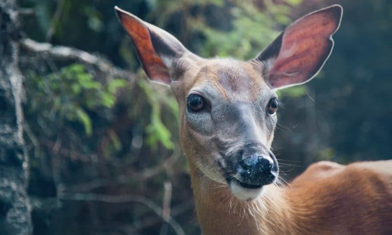 Scientists Catch Monkeys Having Apparently Consensual Sex With Deer