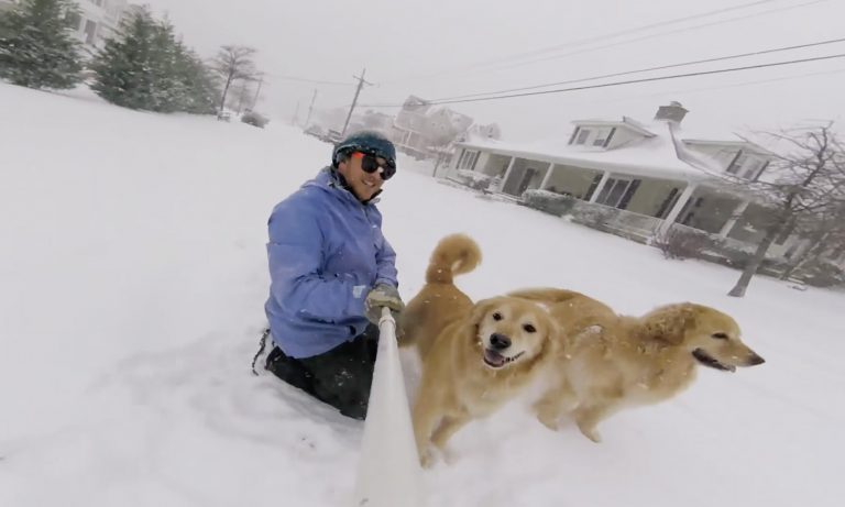 Heartwarming: Golden Retrievers Pull Their Owner Through The Snow