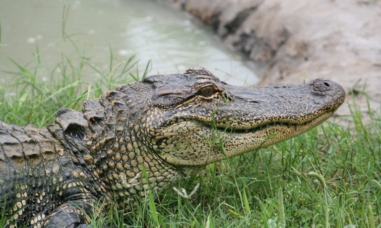 See It: 6 Unbelievable Alligator Attacks Caught on Camera