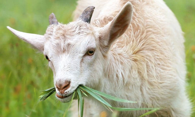 It’s A Thing, Doing Yoga With Animals