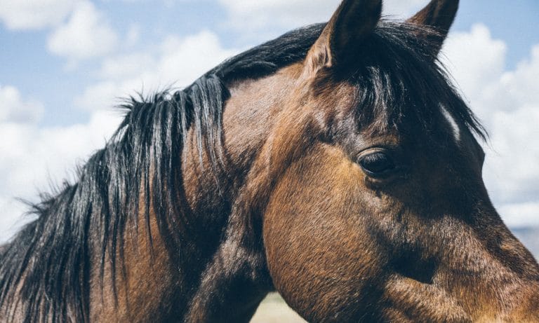 Teens Ride Horses Through Drive-Thru With Goat Following