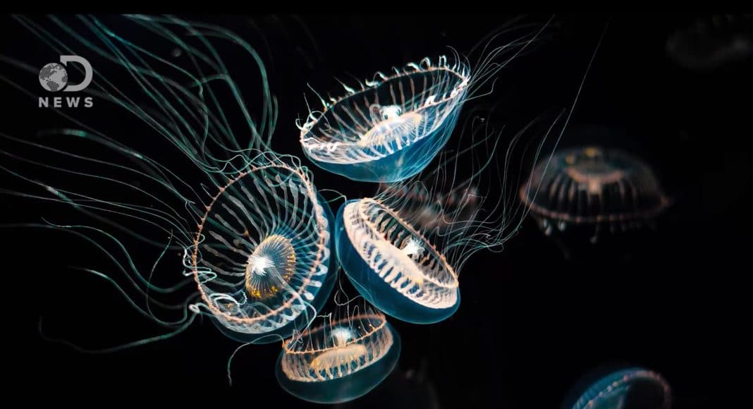jellyfish lasers