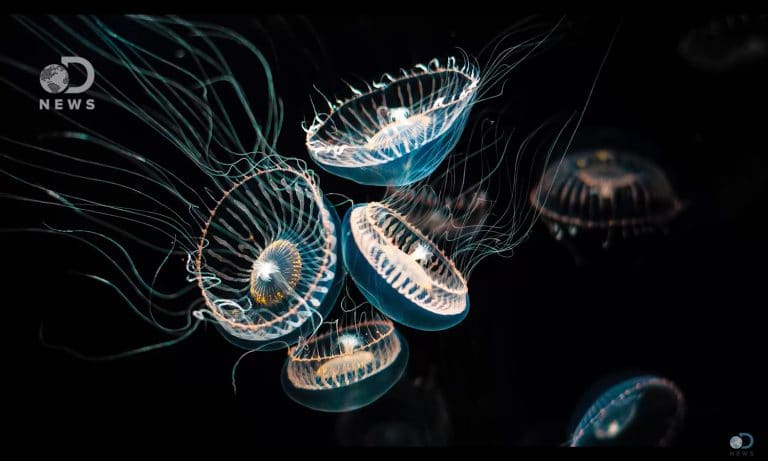 Jellyfish Lasers Are The Newest Breakthrough In Quantum Physics