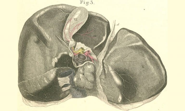 Medical Marijuana And Liver Disease: What Science Says Is Possible