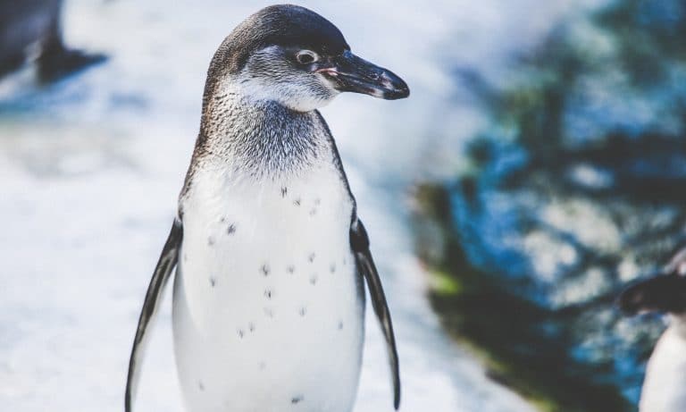 Watch: This Nihilist Penguin Was All Of Us In 2016