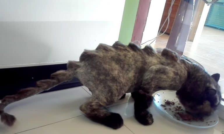 What You Need To Know About This Cat With A Dinosaur Haircut