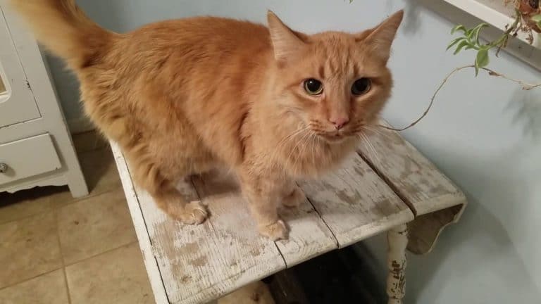 Watch This Cat Tell His Owner He Wants A Head Scratch Right “Now”