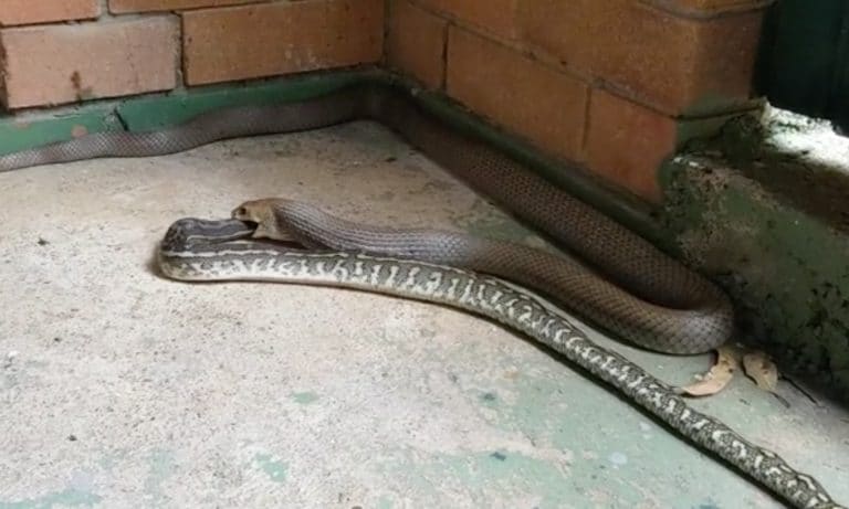 Snakes Eating Snakes Is A Thing And We Have Video