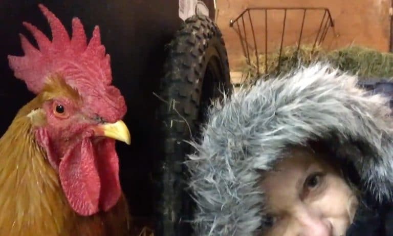 This  Adorable Wheelchair-Bound Therapy Rooster Will Make You Happy