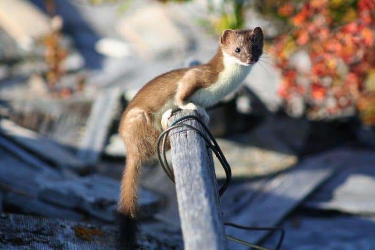 Corpse of Infamous Electrocuted Weasel Now on Display