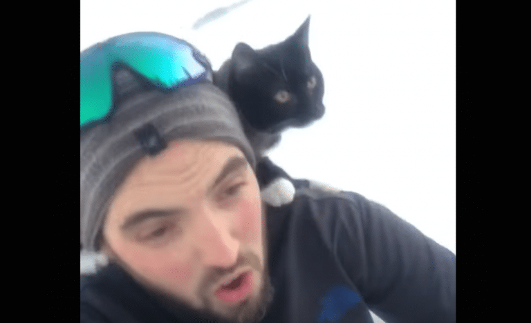 Watch A Cat Fearlessly Sled Down A Hill With His Owner